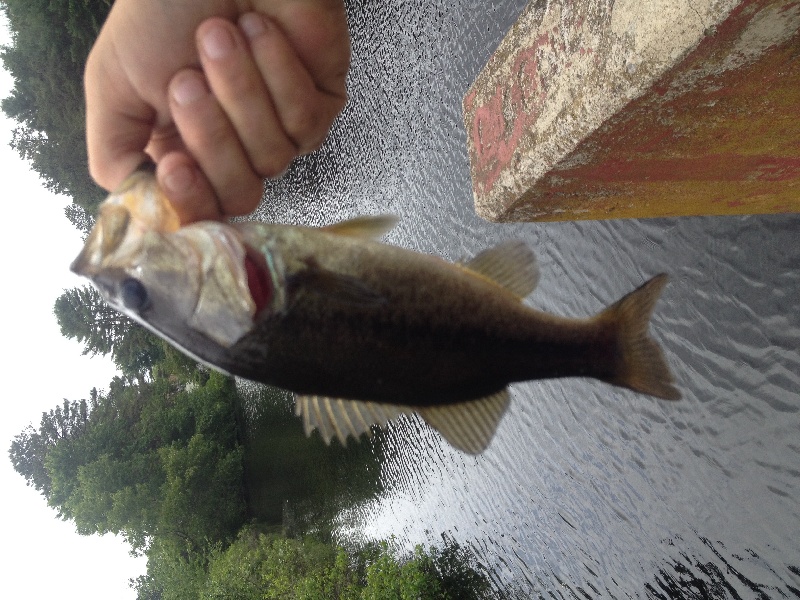 Another largemouth from meadowbrook pond off the dam