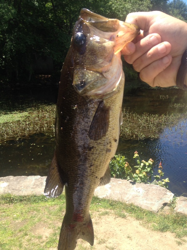 Large mouth on a frog