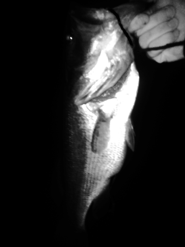First time at Johnson's pond, last cast just after it turned dark... Personal record 5 lbs flat!!!