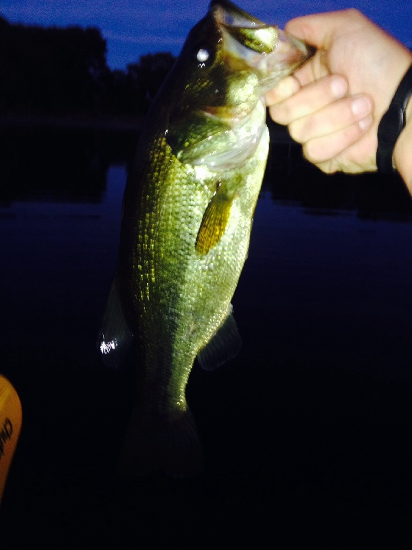 3rd bass of the day at Asa pond