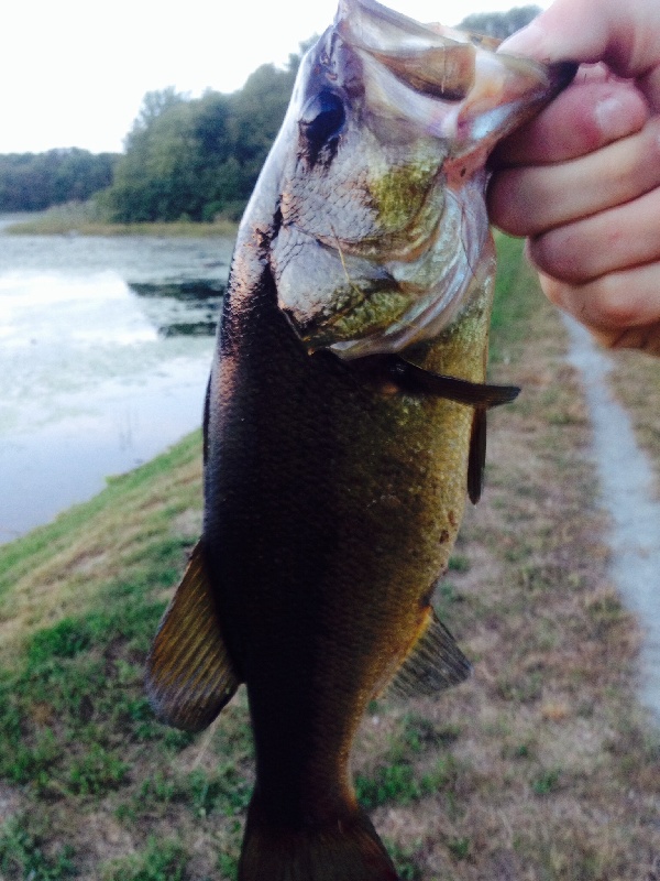 Another nice bass from the shore at Asa pond 