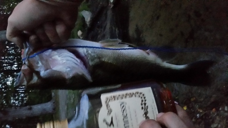 another Lincoln woods bass