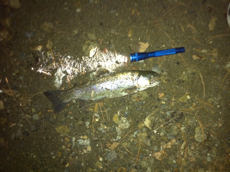 Nighttime trout