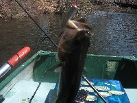 MUSCOOT RESERVOIR Fishing Report