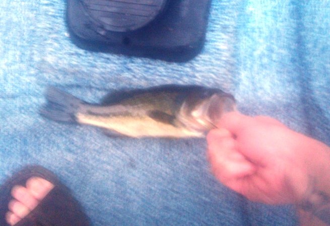 small bass