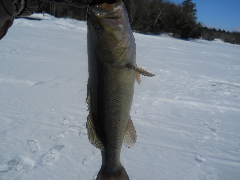 Bass from the ice.