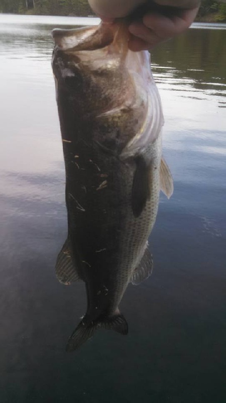 Sawyer Lake Bass