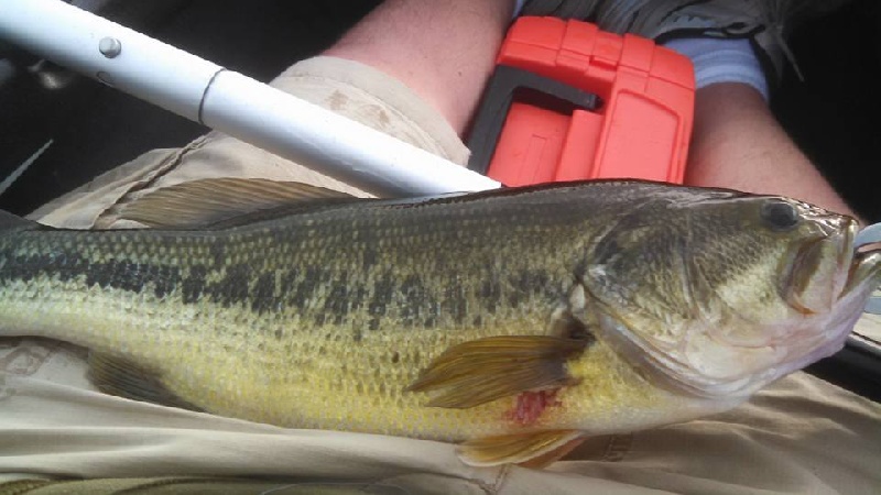 Largemouth