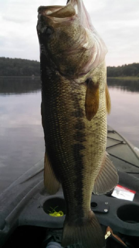 Bass on the Top