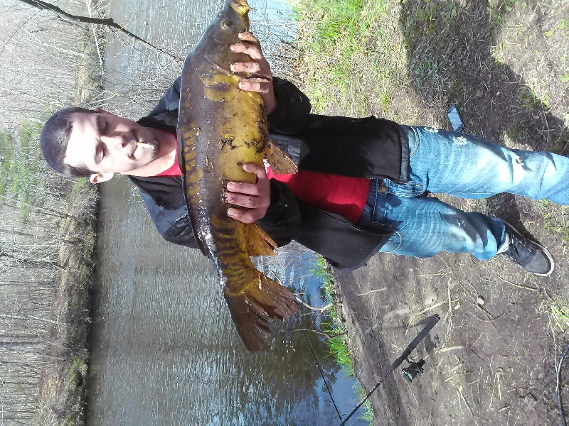 huge carp