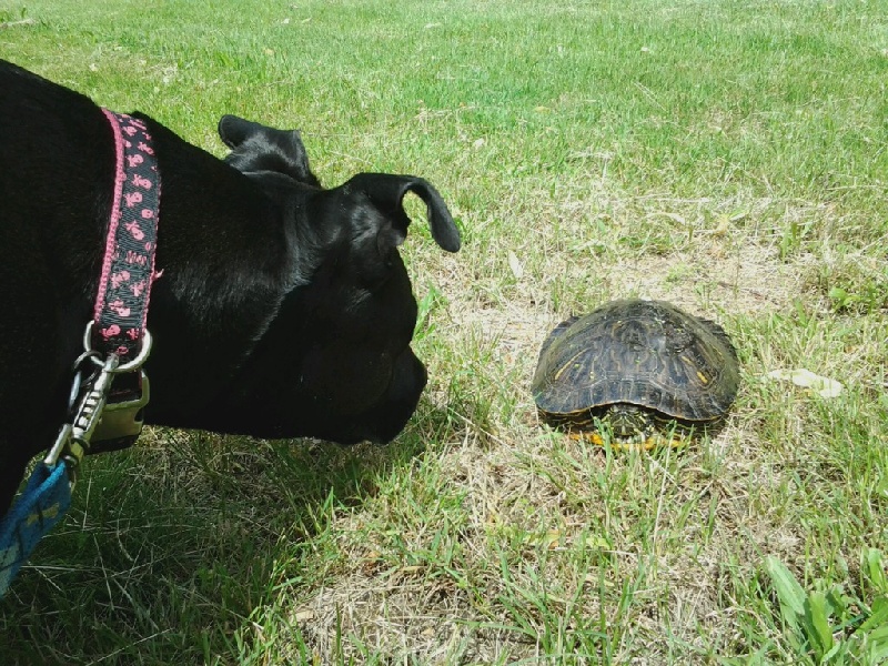 Turtle... meet dog