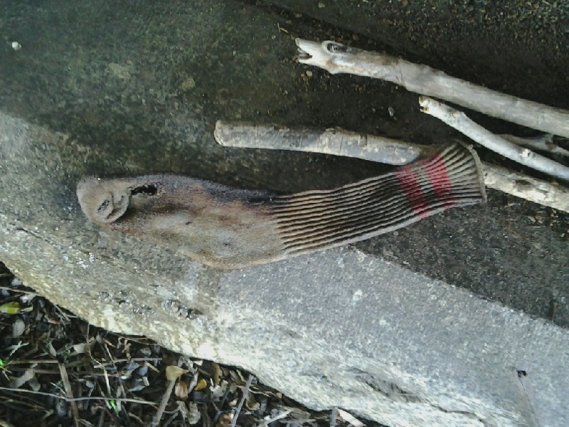 Sock-Fish