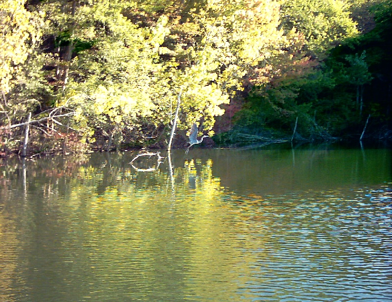 Heron the lake