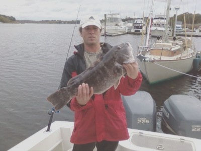 12 lb blackfish