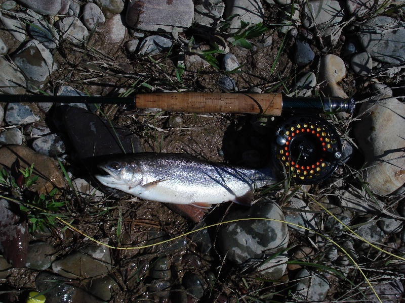 Monture Creek Fishing
