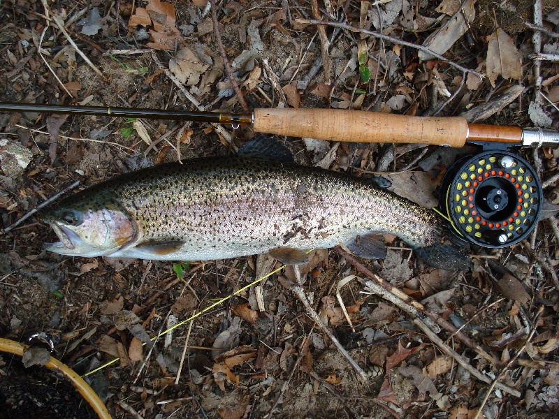 trout against new fly rod