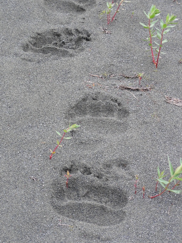 Grizzly Tracks