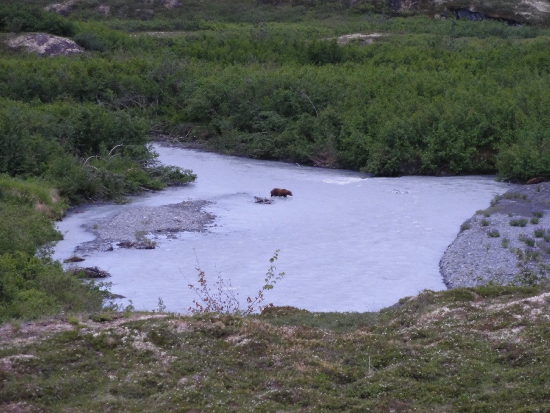 Grizzly crossing creek