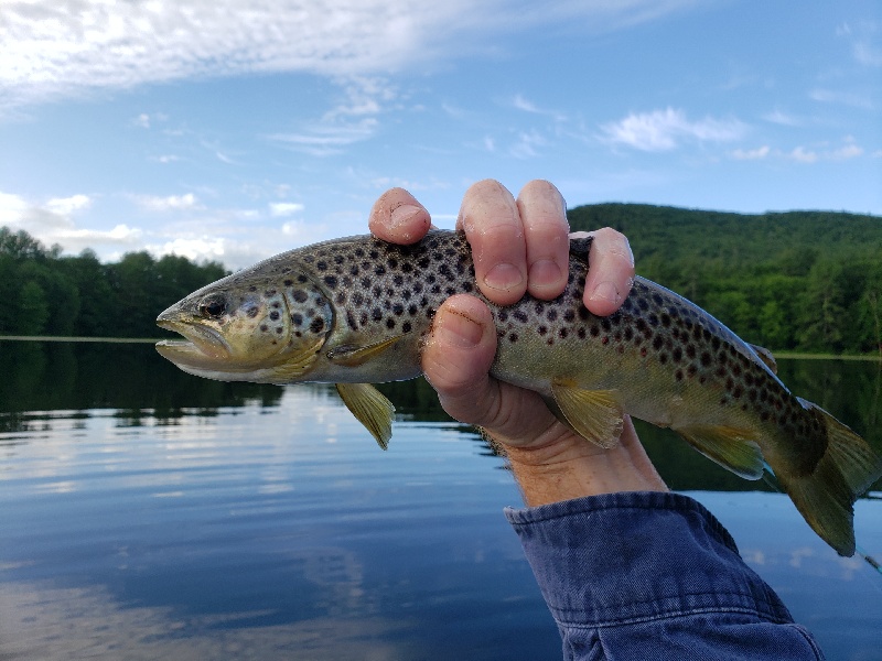 Tiger Trout!