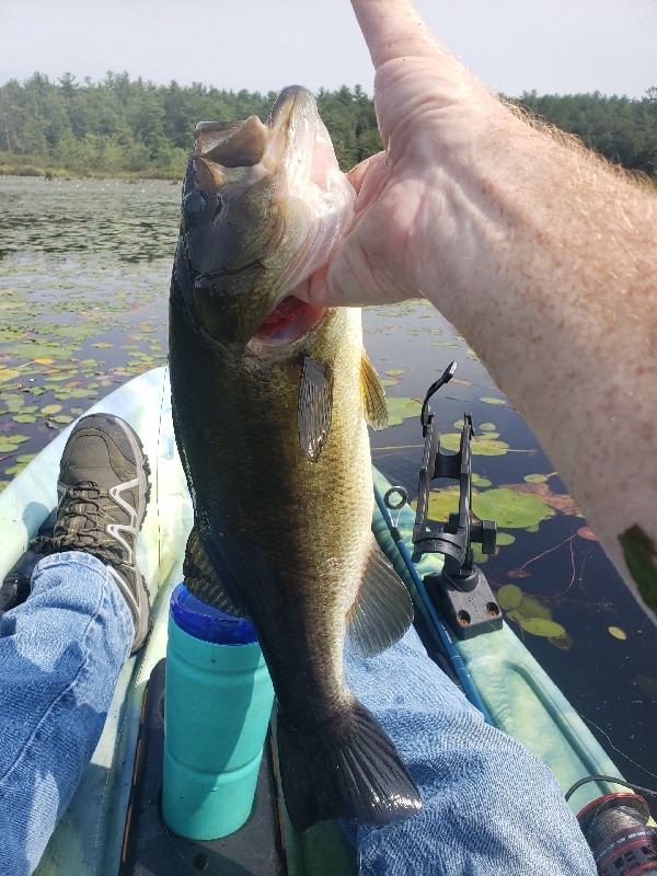These Bass sure like frogs!