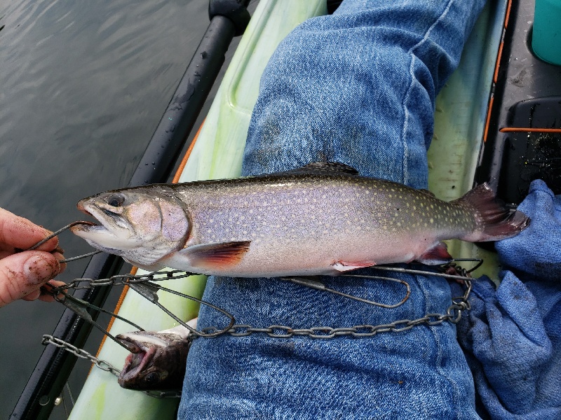 Another nice Brook Trout!