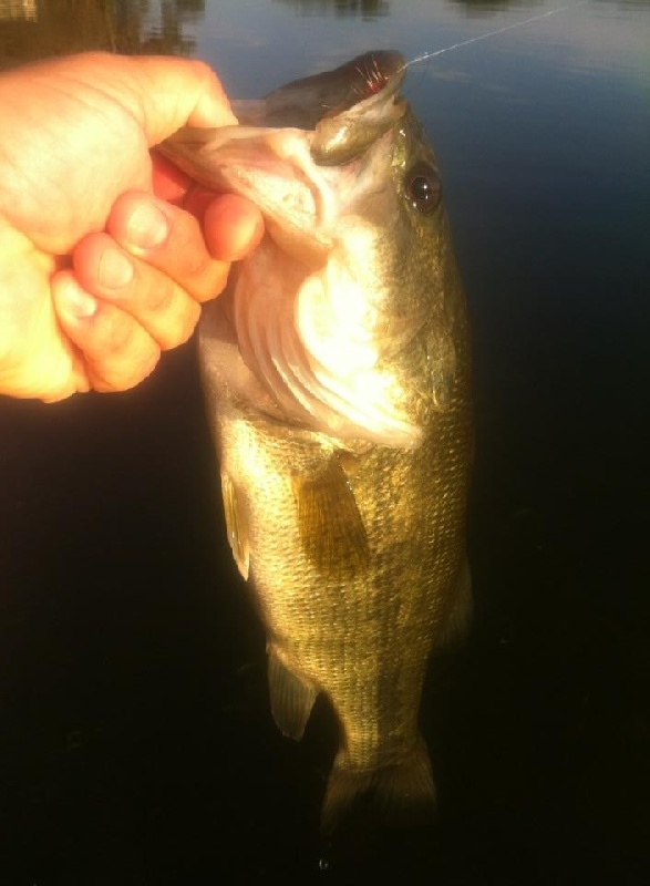 First bass on the new fly rod!!
