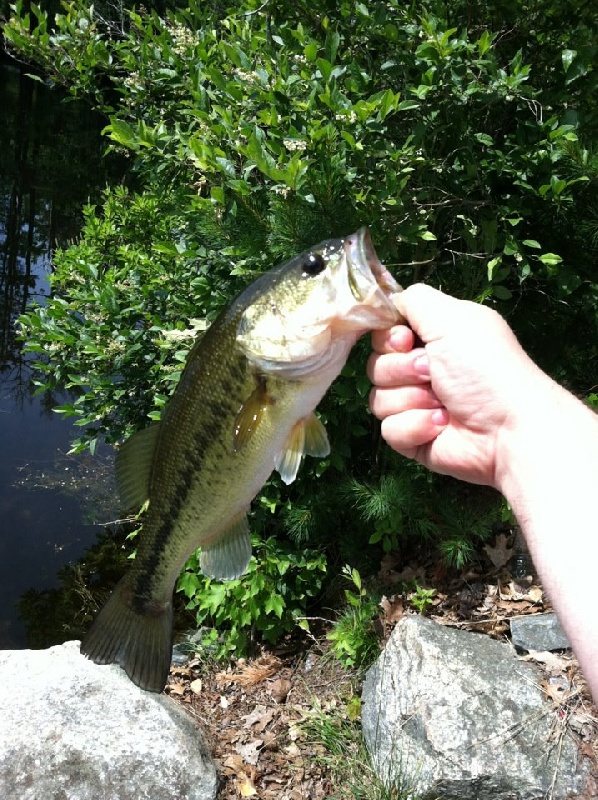 Arlington Mills Reservoir Bass