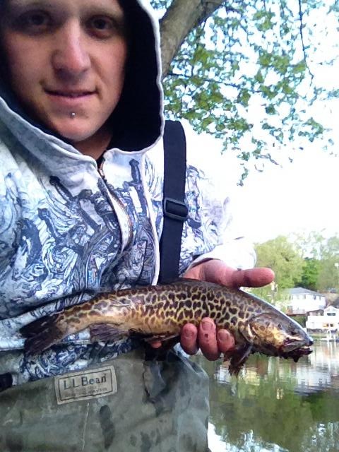 14 inch tiger trout