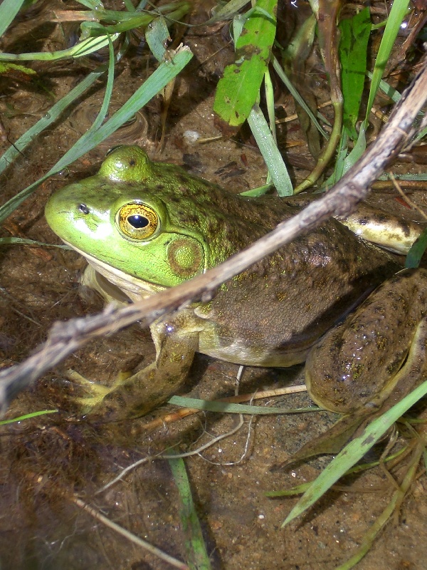 frog at ferrings 