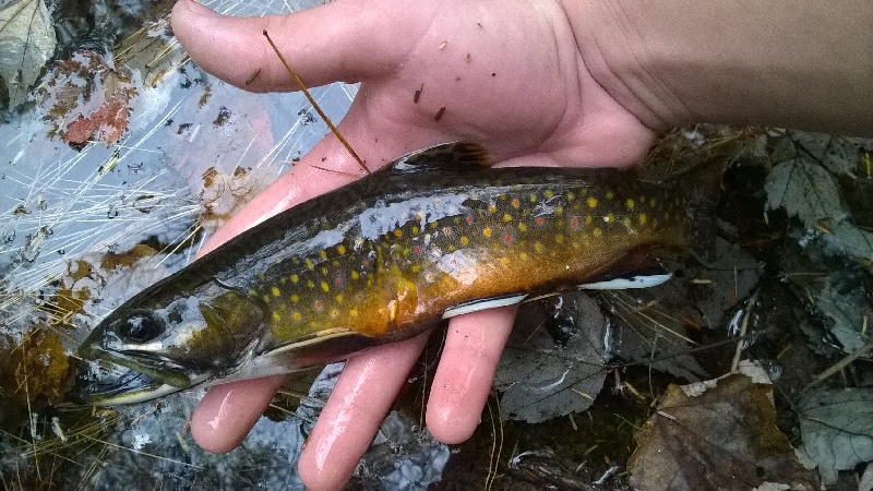 male brook trout 2