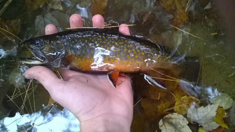male brook trout 3