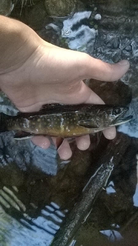 brook trout 4