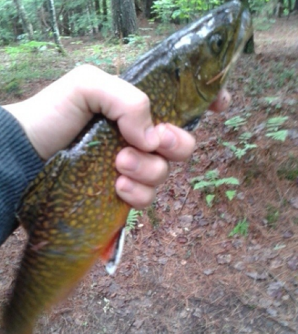 male brook trout 5