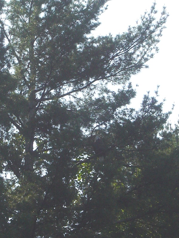 Bald eagle in the tree