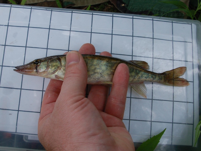 Wee Pike (Chain Pickerel)