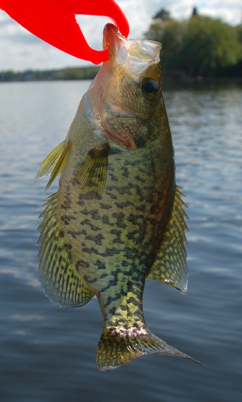 2nd crappie
