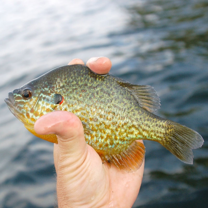 Redear Sunfish (maybe a pumpkinseed?)