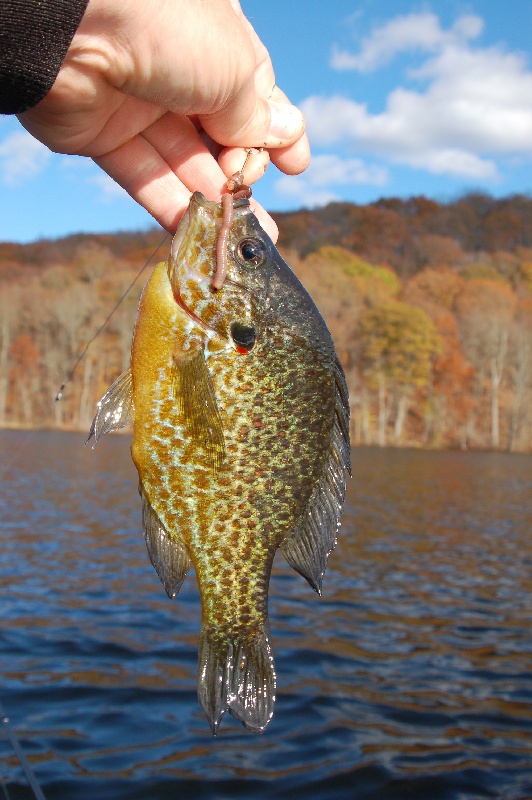 another red-ear sunfish (maybe a pumpkinseed?)