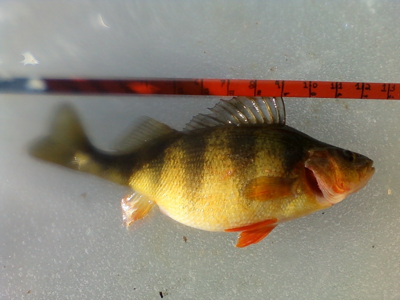 Fatty Perch out of Oldham