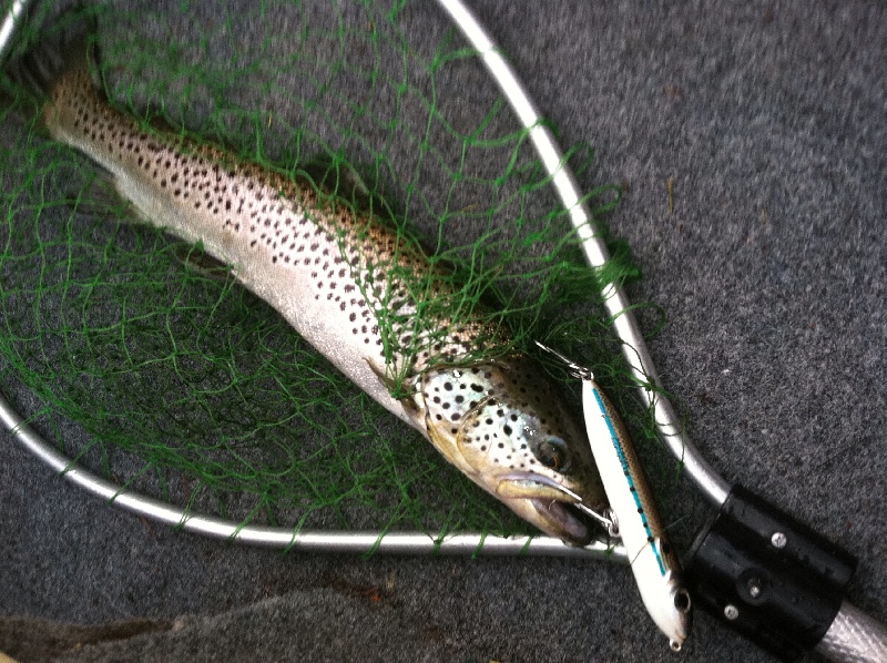 Top water trout with a spook!