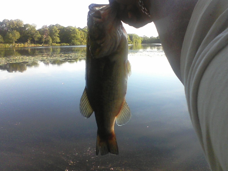 ISLIP, LONG ISLAND (WAS TOLD THERE WASN'T ANY BASS IN THIS PARTICULAR POND) LOOKS LIKE A NICE BASS 