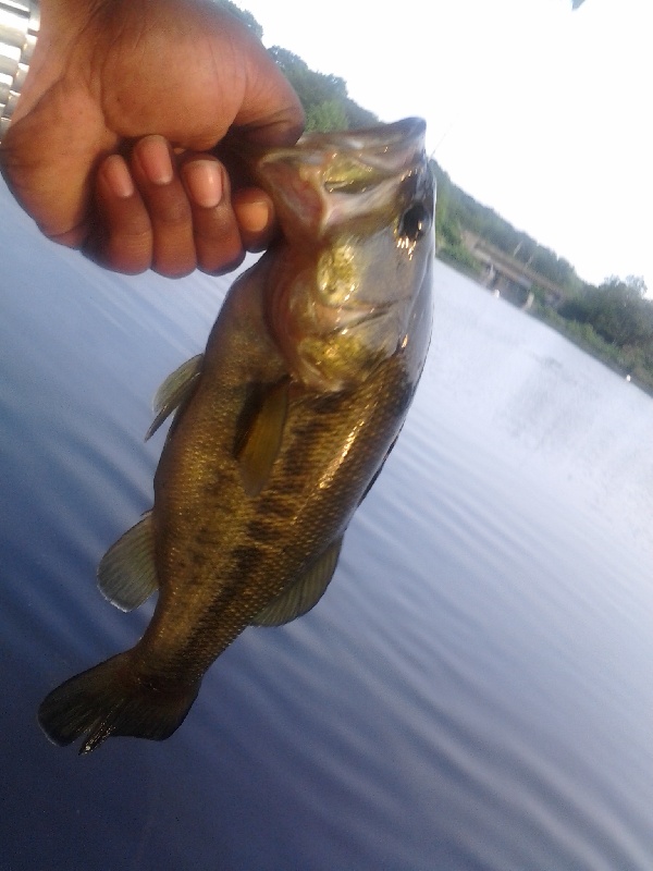 Massapequa resevoir bass