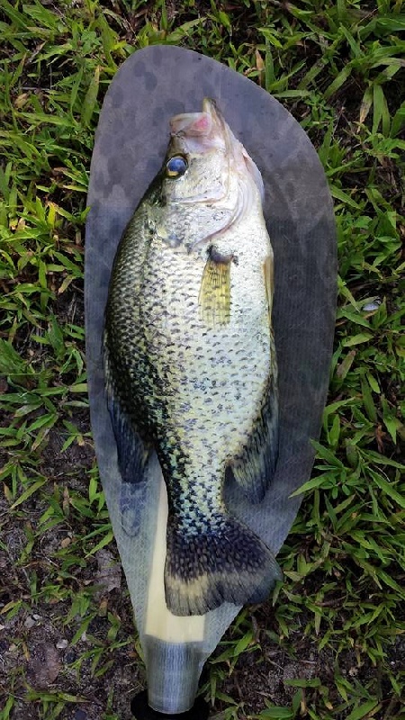 Paddle Crappie!