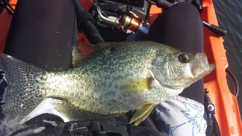 16 inch crappie! Personal Best