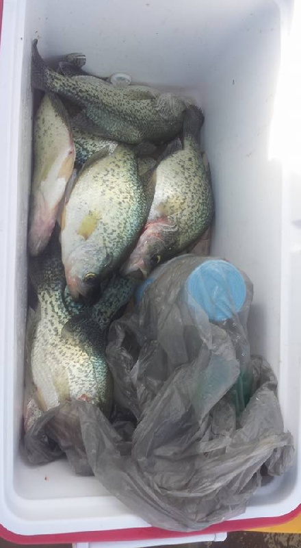 Cooler of Crappies