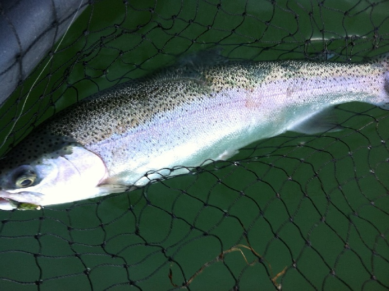 19" 3 lb rainbow trout