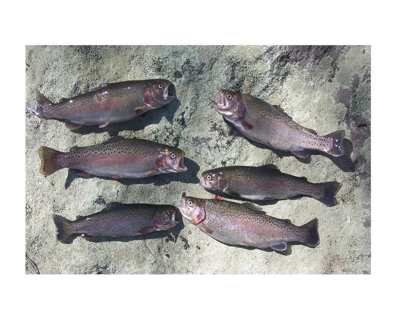 long pond trout