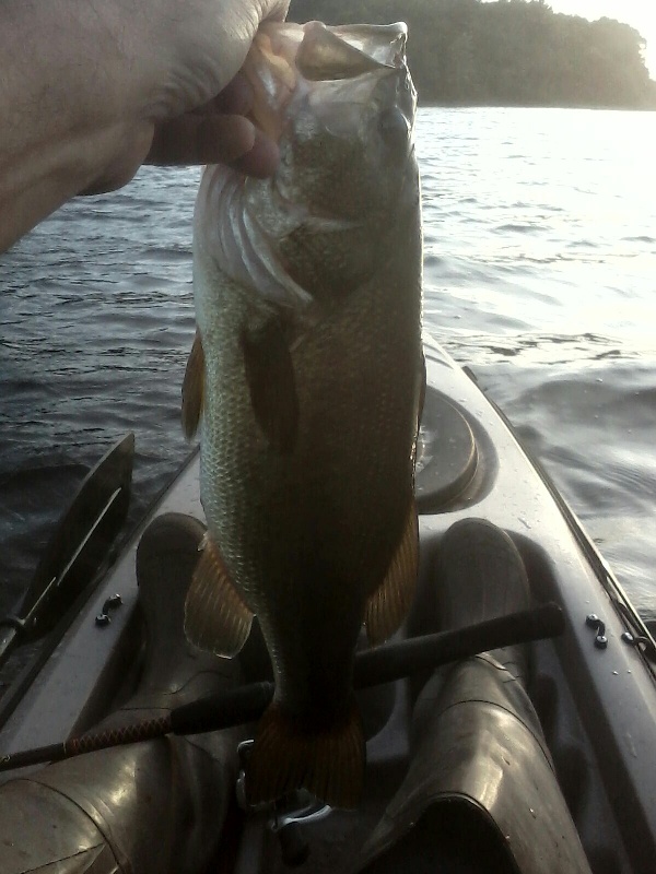 late day bass