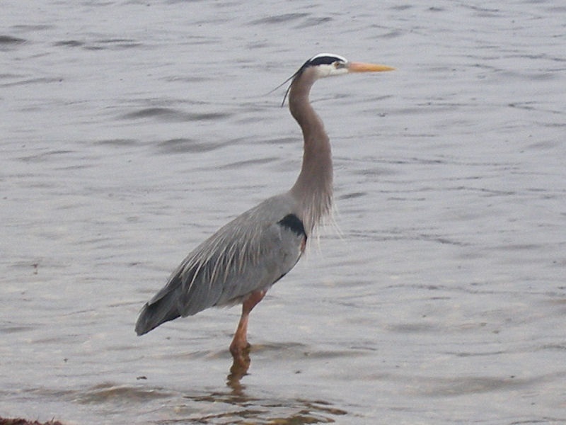 Bird at Whachusett Reservoir