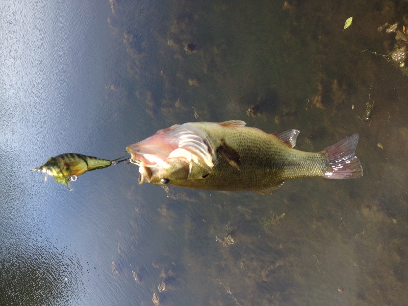 my frst fish on a crankbiat And he was a nice one 